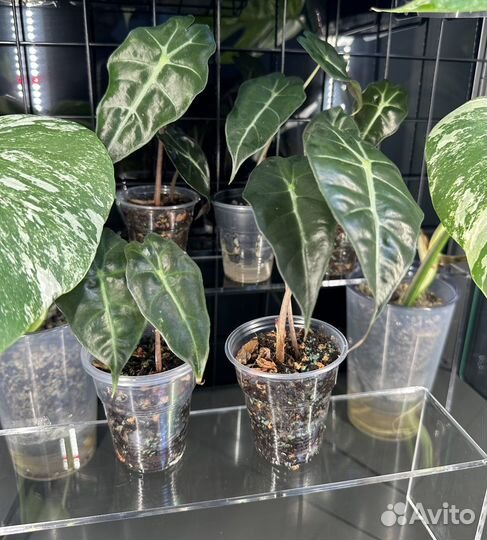 Алоказия полли