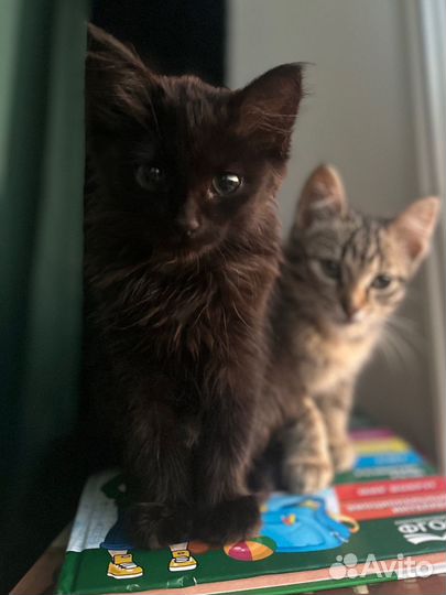 Котенок Вивьен