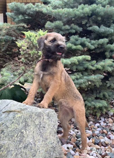 Щенки бордер терьера