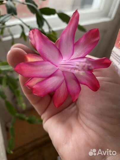 Фикус, кротон, декабрист и др