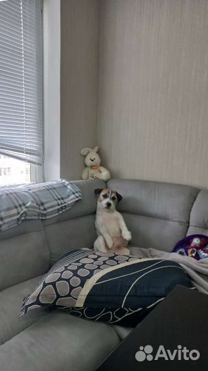 Вязка Джек Рассел