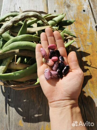 Фасоль декоративная семена