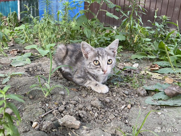 Котенок в дар бесплатно