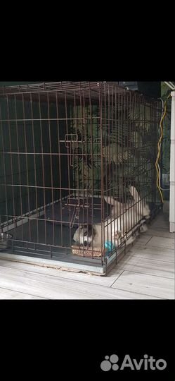 Клетка для собак