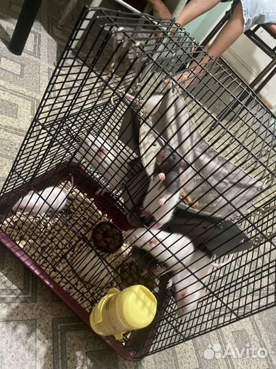 Крысята дамбо