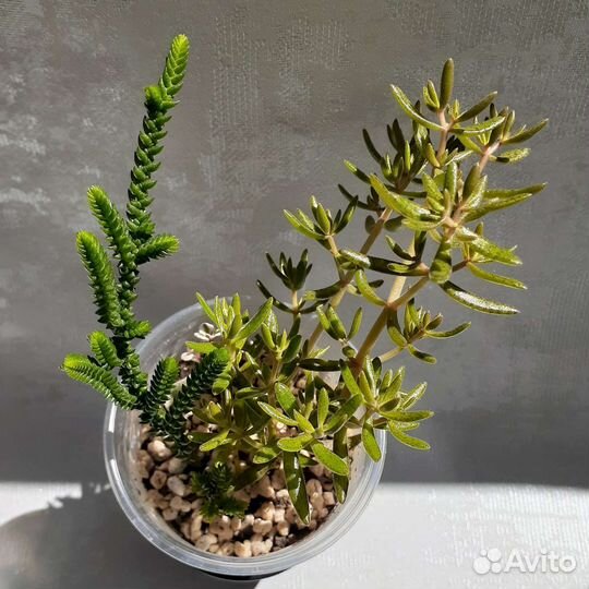 Суккуленты вариегатные