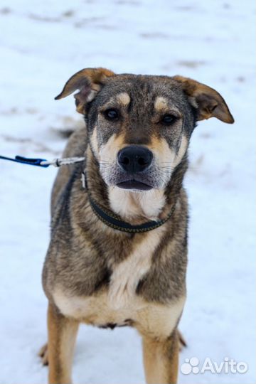 Отдам в добрые руки