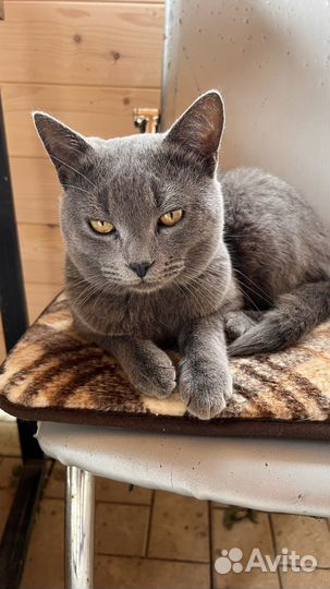 Британский котик