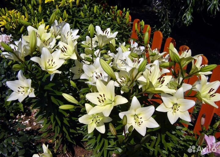 Лилия белая бордюрная