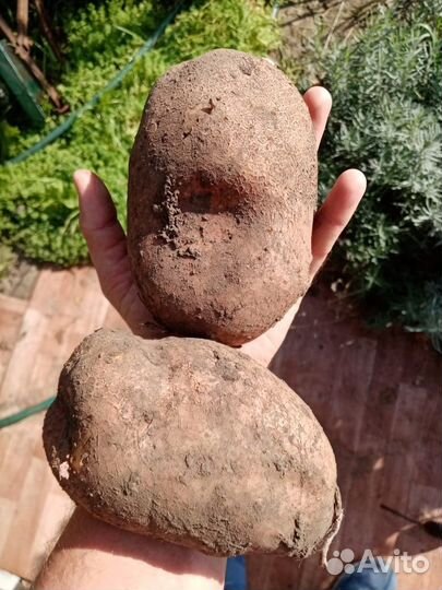 Крупный домашний картофель