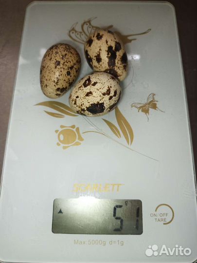 Яйца перепелиные инкубационное