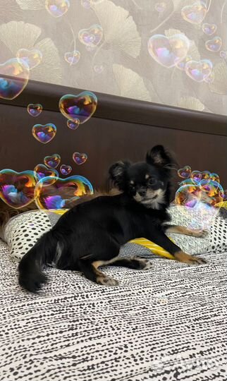 Чихуахуа девочка