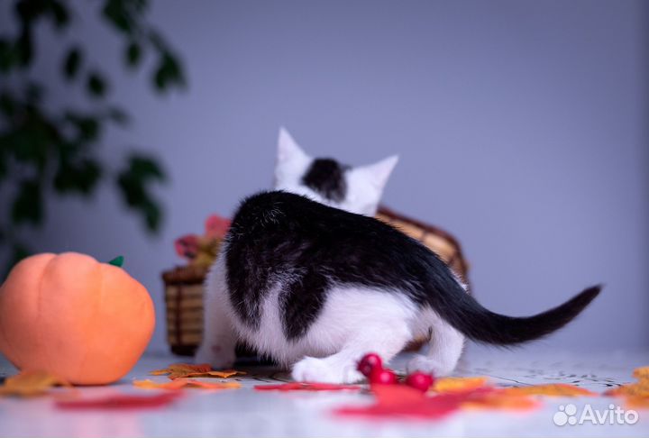 Черное белые котята