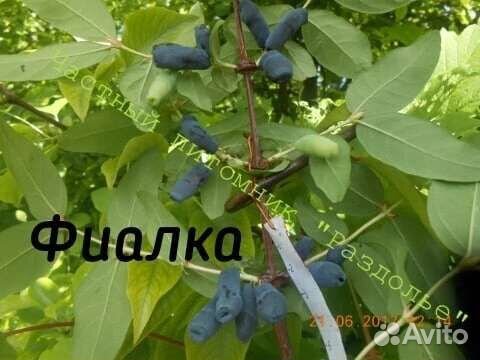 Жимолость