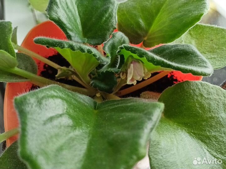 Фиалки, бегония black velvet