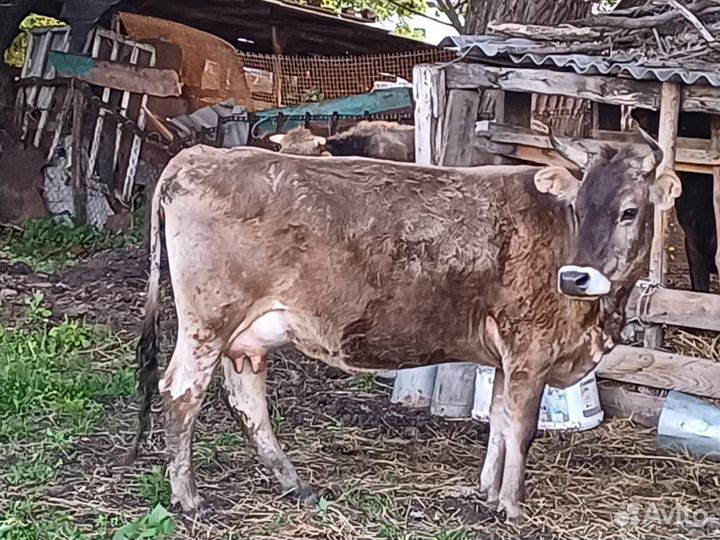 Салам Алейкум продаю дойных коров и на мясо