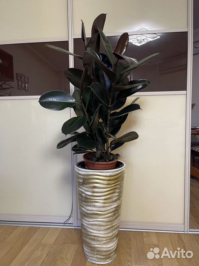 Фикус Абиджан Черный 3 ствола