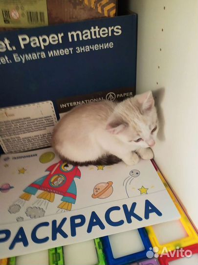 Котёнок-мальчик