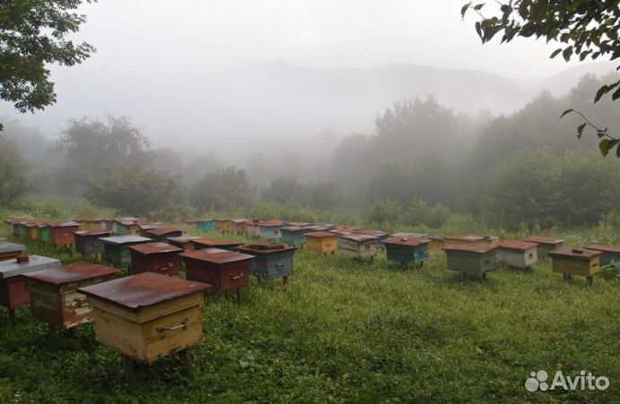 Мед натуральный опт