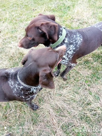 Продам щенков курцхаара от рабочих родителей