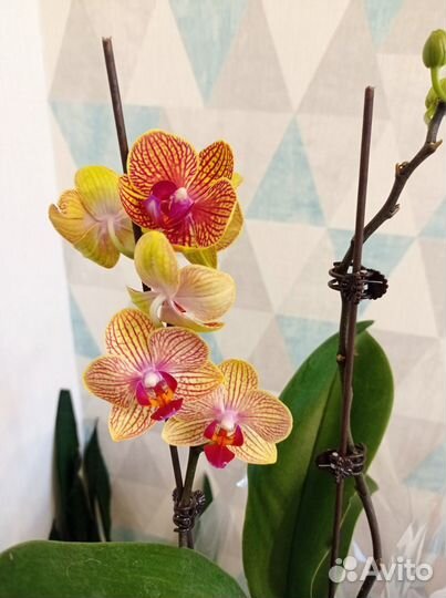 Орхидея фаленопсис Игритт