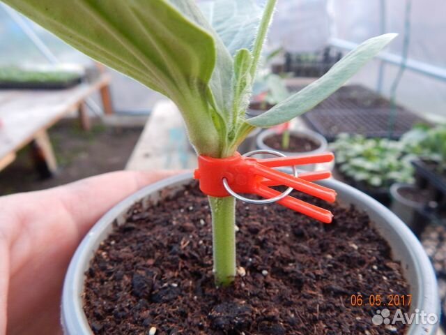 Прищепки для прививки растений