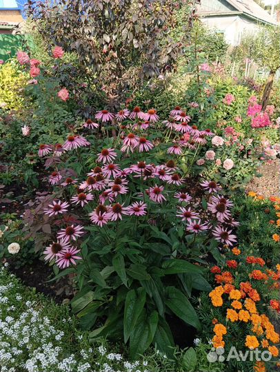 Многолетние цветы