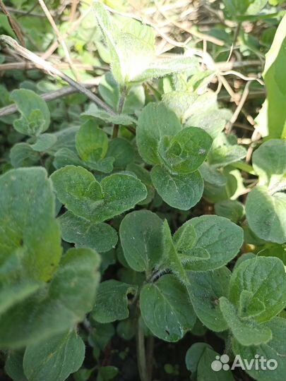 Зелень свежая петрушка, щавель, мята