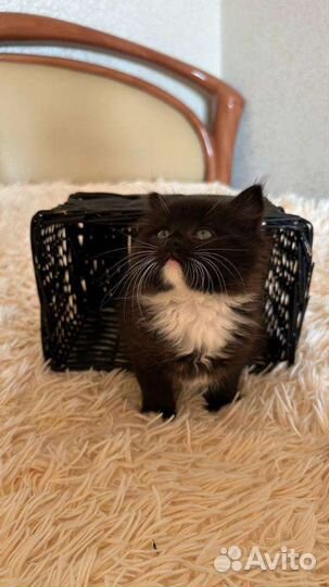 Котёнок ищет дом