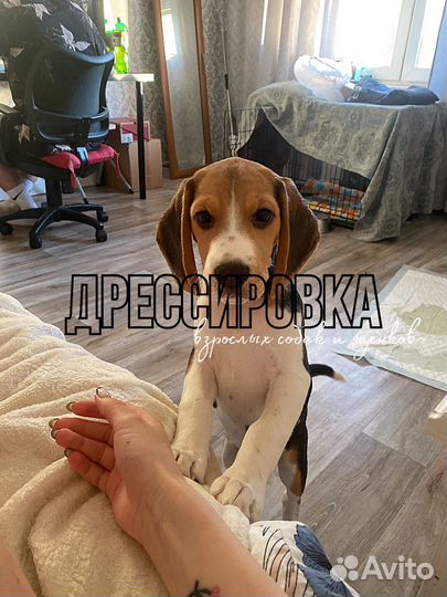 Передежка, кинолог, выгул собак, дрессировка