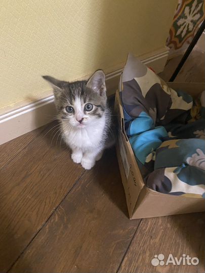 Котенок в дар бесплатно