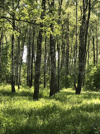 Участок 15 сот. (ИЖС)