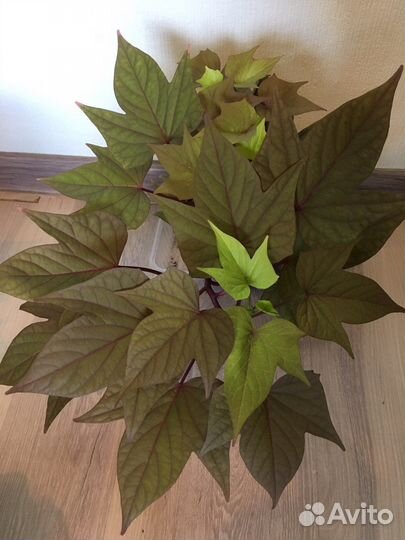 Ипомея батат