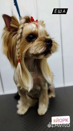 Груминг мелких пород собак