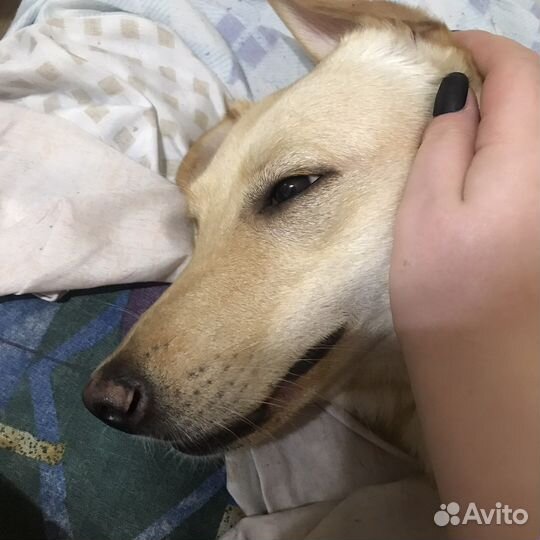 Белочку в добрые ручки