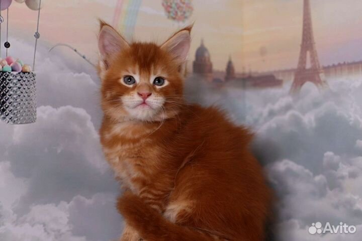 Мейн-кун шикарный солнечный котенок Питомник