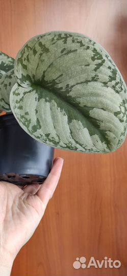 Сциндапсус