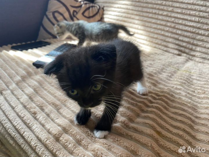 Вислоухие котята