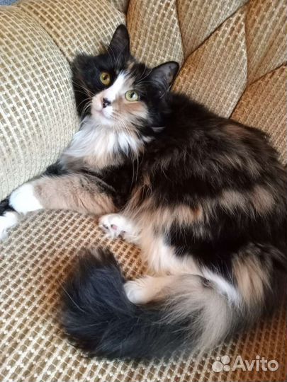 Матильду возвращают из за аллергии