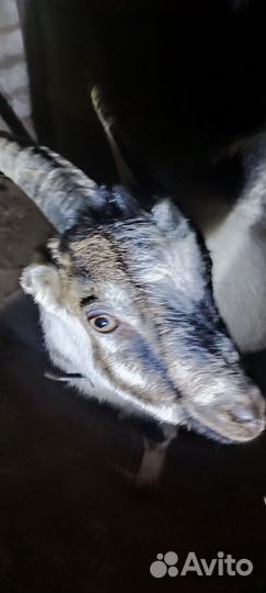 Козел Камори Нубиец и козы