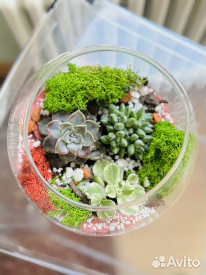 Флорариум, композиция из суккулентов