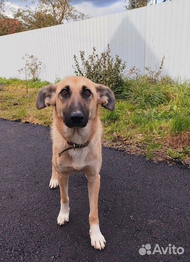 Собака в добрые руки