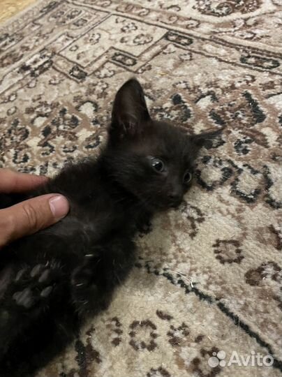 Котята в добрые руки даром девочка