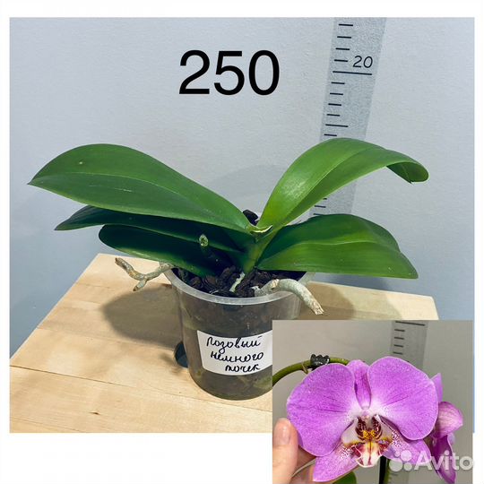 Фаленопсисы