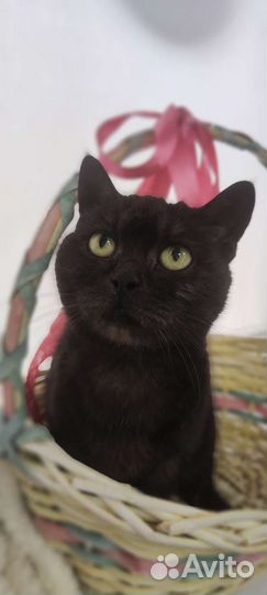 Британская