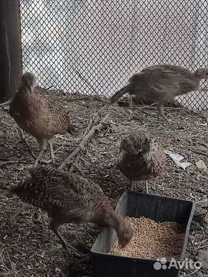 Самки охотничьего фазана