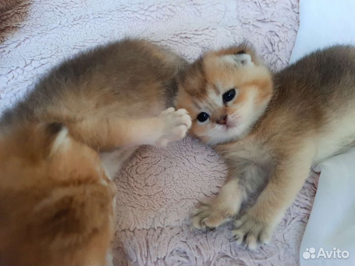 Золотые котята