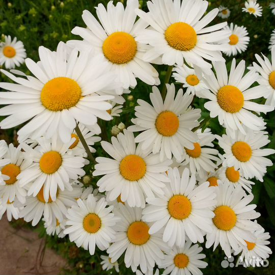 Букеты из ромашек