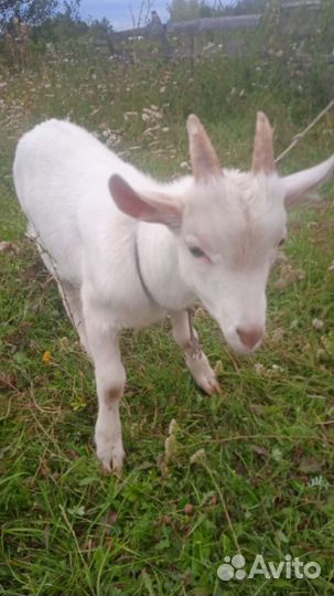 Козлята, мальчики