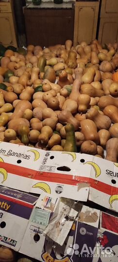 Тыква на корм